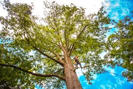 How Our Tree Care Process Works  in  Saybrook Manor, CT